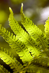 Image showing leaves of a fern