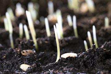 Image showing young plants.