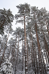 Image showing Trees under the snow