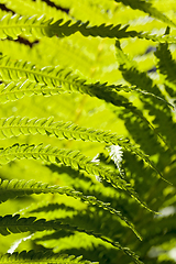 Image showing leaves of a fern