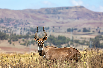 Image showing Mountain nyala, Ethiopia, Africa wildlife