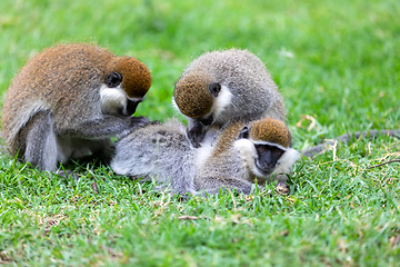 Image showing Vervet monkey familyin Awasa, Ethiopia