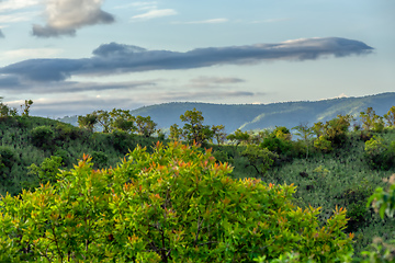 Image showing Mago National Park, Omo Valley, Etiopia