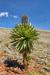 Image showing giant Lobelia plant in Bale Mountain, Ethiopia