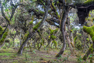 Image showing Harenna Forest in Bale Mountains, Ethiopia