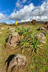 Image showing landscape of Bale Mountain