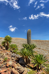 Image showing giant Lobelia plant in Bale Mountain, Ethiopia