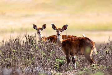 Image showing Mountain nyala, Ethiopia, Africa wildlife