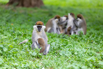 Image showing Vervet monkey familyin Awasa, Ethiopia