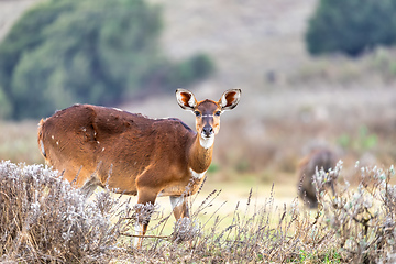 Image showing Mountain nyala, Ethiopia, Africa wildlife