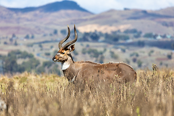 Image showing Mountain nyala, Ethiopia, Africa wildlife