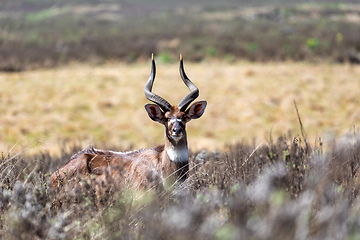 Image showing Mountain nyala, Ethiopia, Africa wildlife