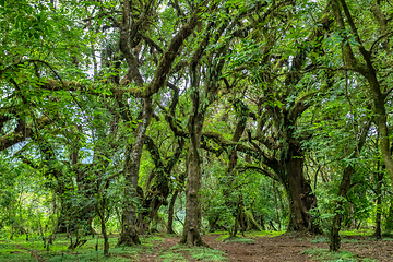 Image showing Harenna Forest in Bale Mountains, Ethiopia