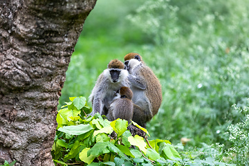 Image showing Vervet monkey familyin Awasa, Ethiopia