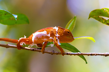 Image showing Parson\'s chameleon, Madagascar Wildlife