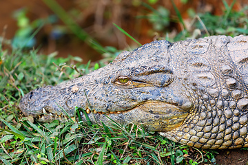 Image showing Crocodile, Crocodylus niloticus, Madagascar