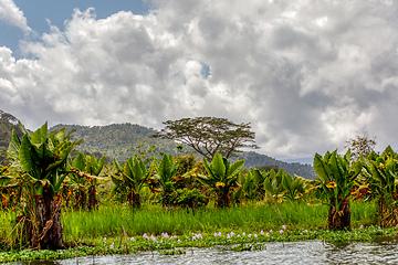 Image showing Madagascar traditional wilderness landscape