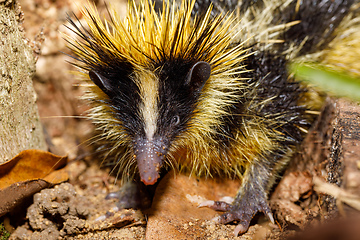 Image showing endemic Tailless tenrec, Madagascar wildlife