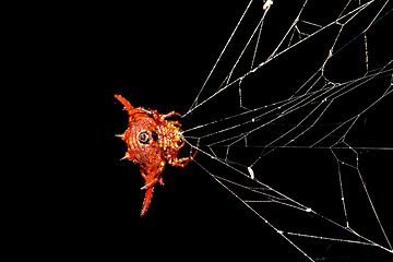 Image showing Spiny orb-weaver or crab spider madagascar wildlife