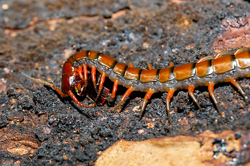 Image showing centipede, Madagascar wildlife