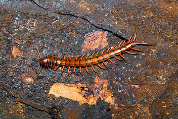 Image showing centipede, Madagascar wildlife