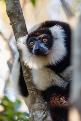 Image showing Black-and-white ruffed lemur, Madagascar Wildlife