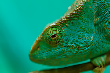 Image showing Parson\'s chameleon, Madagascar Wildlife