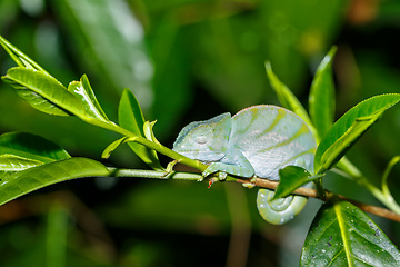 Image showing Parson\'s chameleon, madagascar wildlife