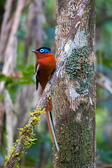 Image showing Madagascar Paradise-flycatcher, Wildlife