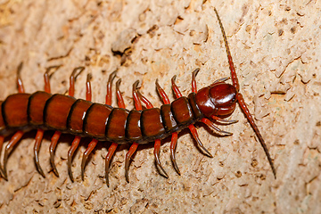 Image showing centipede, Madagascar wildlife