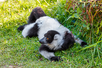 Image showing Black-and-white ruffed lemur, Madagascar Wildlife