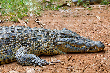 Image showing Crocodile, Crocodylus niloticus, Madagascar