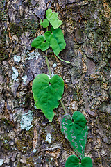 Image showing small plant on trees in Madagascar rainforest