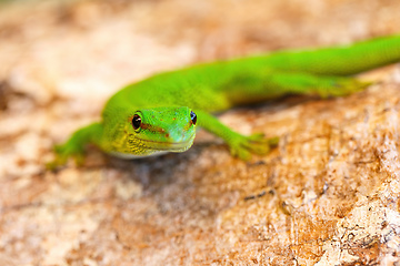 Image showing Phelsuma madagascariensis, day gecko, Madagascar wildlife