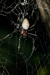 Image showing white spider Nephilengys livida Madagascar wildlife