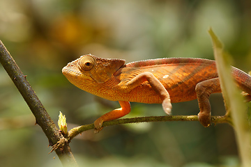 Image showing Parson\'s chameleon, Madagascar Wildlife