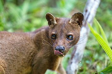 Image showing carnivorous mammal Fossa, madagascar wildlife