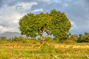 Image showing Madagascar traditional wilderness landscape