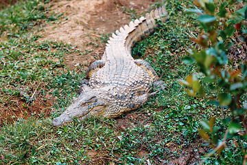 Image showing Crocodile, Crocodylus niloticus, Madagascar