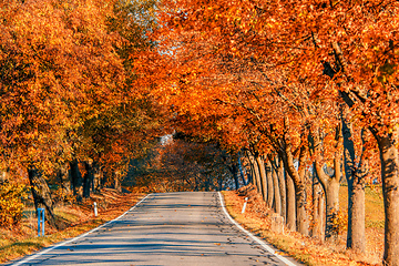 Image showing fall colored trees on alley in autumn