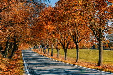 Image showing fall colored trees on alley in autumn