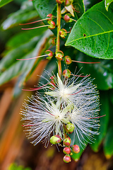 Image showing Thilachium angustifolium Wild Chroma flower Madagascar