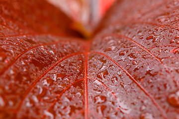 Image showing water drops on red plant leaf