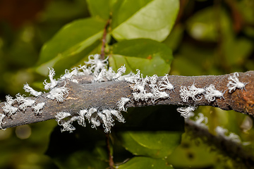 Image showing Flatid planthopper nymph, Madagascar wildlife