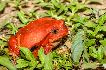 Image showing big red Tomato frogs, Madagascar Wildlife