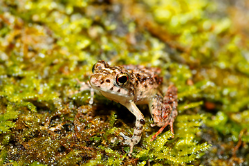 Image showing Beautiful small frog Boophis Madagascar Wildlife