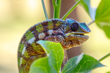 Image showing panther chameleon, Masoala madagascar wildlife