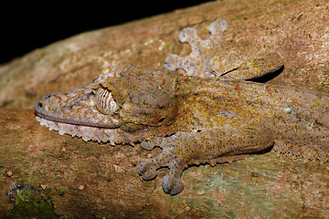 Image showing leaf-tailed gecko, Uroplatus fimbriatus, madagascar