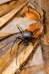 Image showing giant white spider Nephilengys livida Madagascar