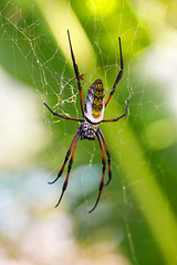 Image showing Golden silk orb-weaver on net Madagascar wildlife